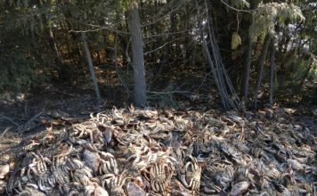 Dungeness crabs dumped beside major highway in northern BC highway Dungeness crabs dumped beside major highway in northern BC highway