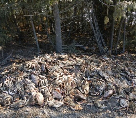 Dungeness crabs dumped beside major highway in northern BC highway Dungeness crabs dumped beside major highway in northern BC highway