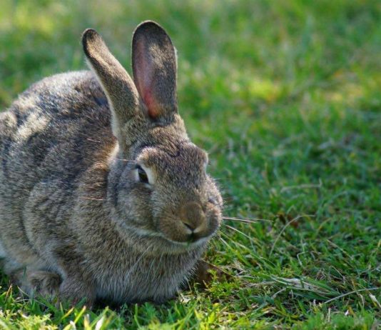 Rabbit virus returns to mid-Island, Report Rabbit virus returns to mid-Island, Report