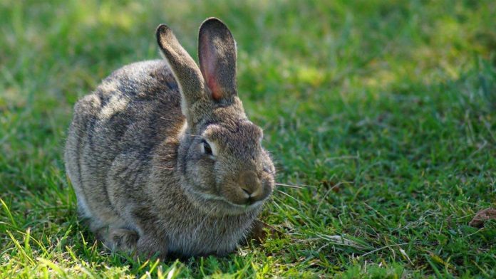 Rabbit virus returns to mid-Island, Report