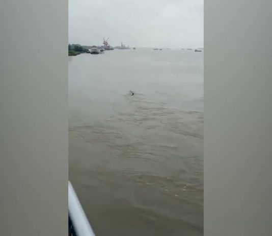 China’s Loch Ness monster: Public Scrambles for Explanations as New Footage China's Loch Ness monster: Public Scrambles for Explanations as New Footage