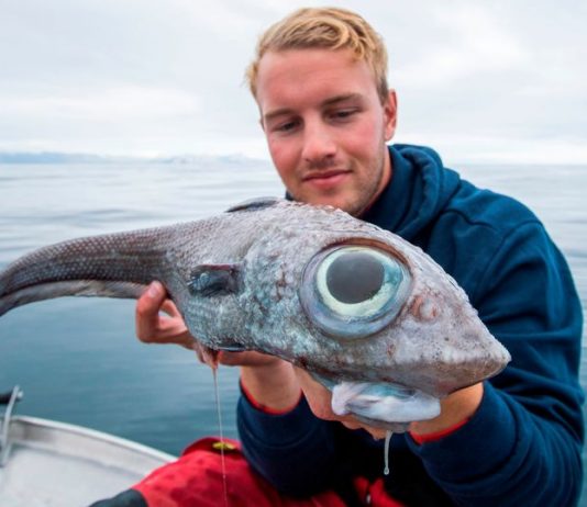 Fisherman catches rare “dinosaur-like” ratfish Fisherman catches rare “dinosaur-like” ratfish