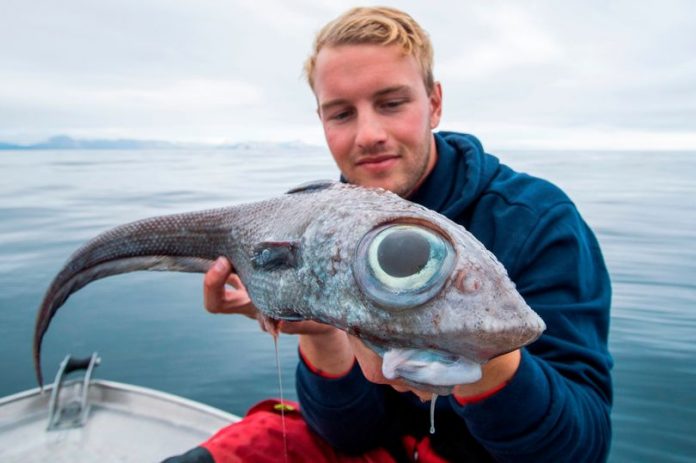 Fisherman catches rare “dinosaur-like” ratfish