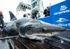 Great white shark bites Shark, captured in the North Atlantic