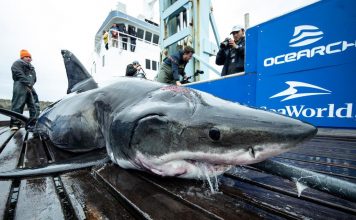 Great white shark bites Shark, captured in the North Atlantic Great white shark bites Shark, captured in the North Atlantic