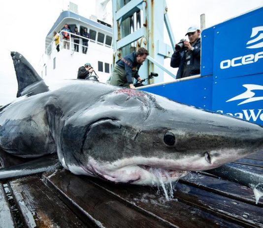 Great white shark bites Shark, captured in the North Atlantic Great white shark bites Shark, captured in the North Atlantic