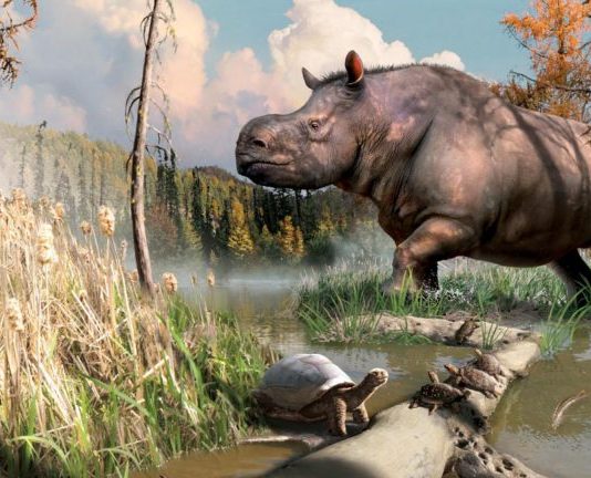 New research: Rhinos and turtles once roamed Yukon lands New research: Rhinos and turtles once roamed Yukon lands