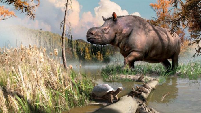New research: Rhinos and turtles once roamed Yukon lands