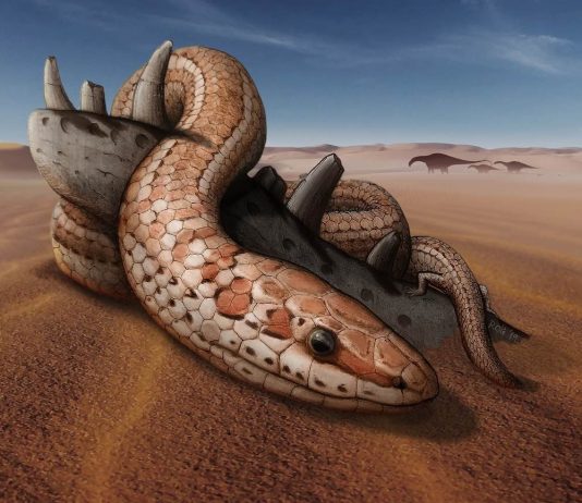 Study: Fossils shed light on snake bite and legs Study: Fossils shed light on snake bite and legs