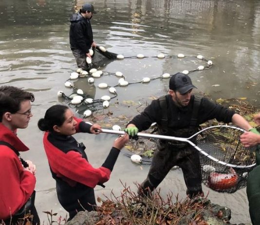 The Koi-snatching otter of Vancouver returns, Report The Koi-snatching otter of Vancouver returns, Report