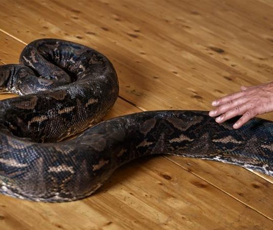 Woman found dead with python wrapped around neck (Reports) Woman found dead with python wrapped around neck (Reports)