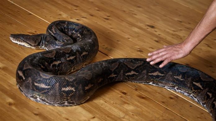 Woman found dead with python wrapped around neck (Reports)