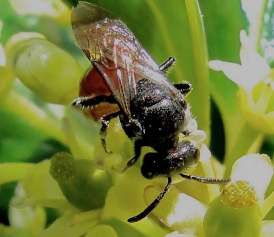 Prescribed Burns Benefit Bees, Report Prescribed Burns Benefit Bees, Report