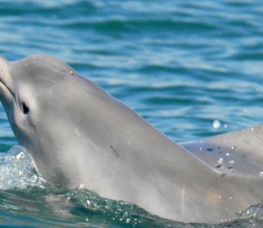 Study: Pollution threats on Great Barrier Reef Study: Pollution threats on Great Barrier Reef
