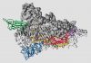 3D coronavirus spike map offers hope for vaccine development (Study)