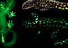 Amphibians are able to glow in the dark (Study)