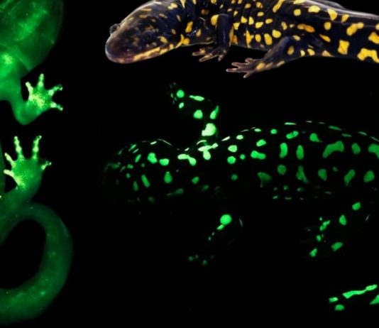Amphibians are able to glow in the dark (Study) Amphibians are able to glow in the dark (Study)