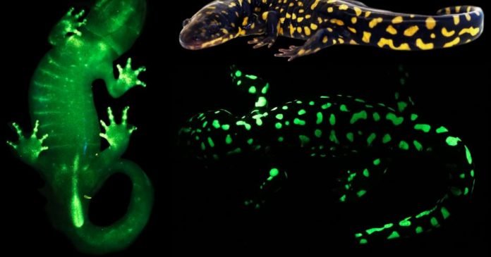 Amphibians are able to glow in the dark (Study)