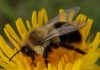 Bumblebees can experience an object using one sense (Study)