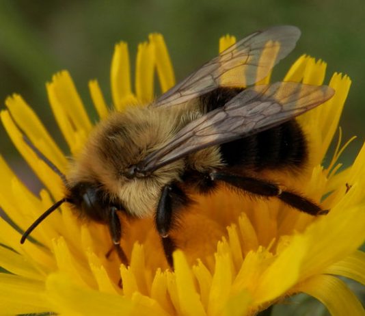 Bumblebees can experience an object using one sense (Study) Bumblebees can experience an object using one sense (Study)