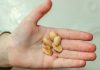 First peanut allergy treatment approved by FD First peanut allergy treatment approved by FD