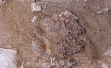 Neanderthal ‘skeleton’ is first found in a decade (Study) Neanderthal 'skeleton' is first found in a decade (Study)