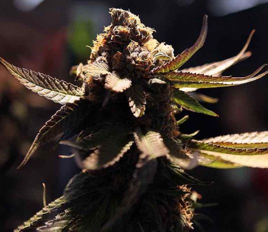 Scientists Discover new marijuana Compound That May Be 30 Times More Potent Than THC Scientists Discover new marijuana Compound That May Be 30 Times More Potent Than THC