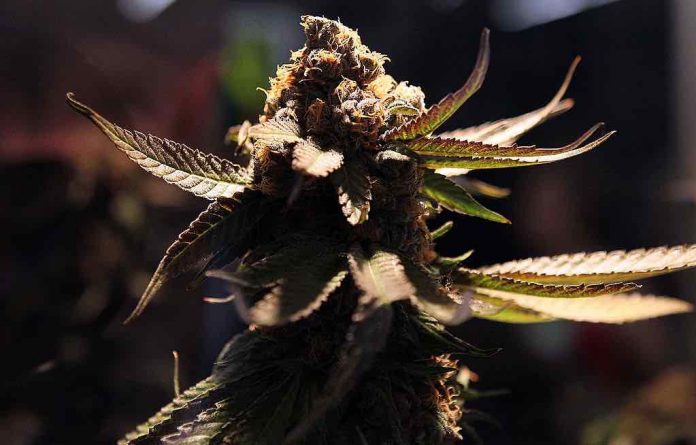 Scientists Discover new marijuana Compound That May Be 30 Times More Potent Than THC