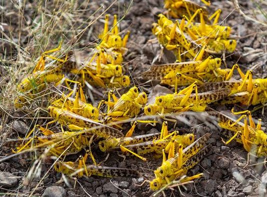 Somalia declares locusts a ‘national emergency,’ (Reports) Somalia declares locusts a 'national emergency,' (Reports)