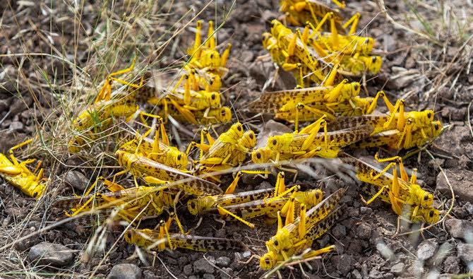 Somalia declares locusts a 'national emergency,' (Reports)