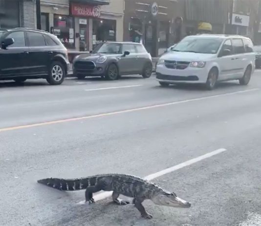 Villeray: Alligator reportedly bites girl in home Villeray: Alligator reportedly bites girl in home