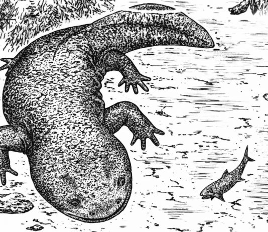 World oldest salamander species discovered in Russia World oldest salamander species discovered in Russia