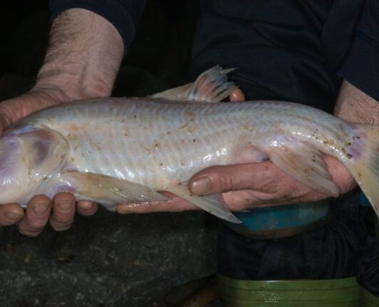 World’s largest cave fish discovered in Meghalaya World's largest cave fish discovered in Meghalaya