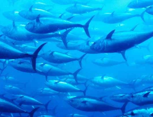 Alphabet’s X announces Tidal to save the world’s oceans Alphabet's X announces Tidal to save the world's oceans