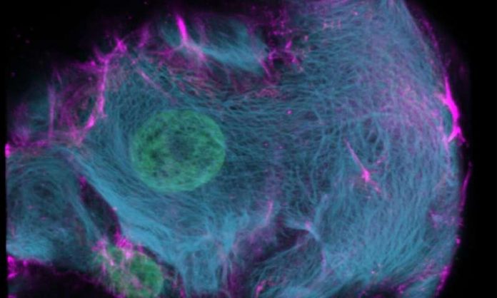 CRISPR-HOT: A new tool to 'color' specific genes and cells (Study)