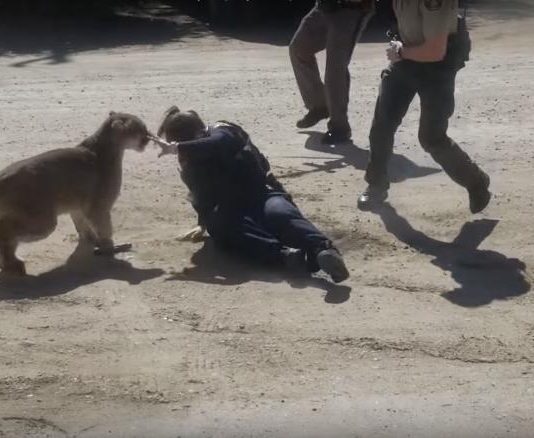 Colorado Mountain Lion Attacks Sheriff’s Deputy & Resident Colorado Mountain Lion Attacks Sheriff's Deputy & Resident