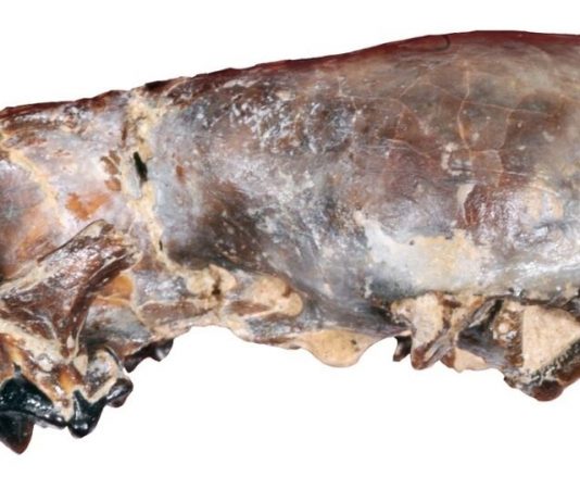Fossil identified as ‘great-grandfather’ of wolverines (Study) Fossil identified as 'great-grandfather' of wolverines (Study)