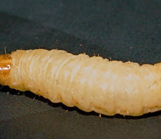 Plastic-eating caterpillar could chew its way through landfill (Study) Plastic-eating caterpillar could chew its way through landfill (Study)