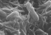 'Rock-breathing' bacteria are electron spin doctors, says new research