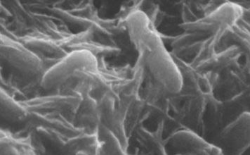 ‘Rock-breathing’ bacteria are electron spin doctors, says new research 'Rock-breathing' bacteria are electron spin doctors, says new research