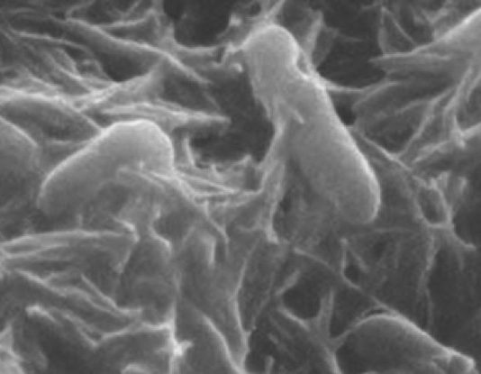 ‘Rock-breathing’ bacteria are electron spin doctors, says new research 'Rock-breathing' bacteria are electron spin doctors, says new research