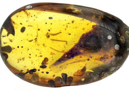 Smallest-ever fossil dinosaur found in Myanmar Smallest-ever fossil dinosaur found in Myanmar