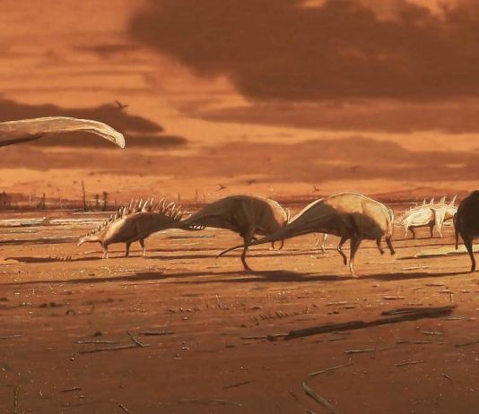 Stegosaurus footprints found on Isle of Skye, Researchers Say Stegosaurus footprints found on Isle of Skye, Researchers Say