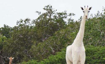 White giraffe and her baby killed by poachers in Garissa White giraffe and her baby killed by poachers in Garissa