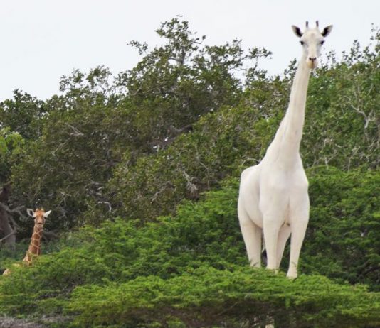 White giraffe and her baby killed by poachers in Garissa White giraffe and her baby killed by poachers in Garissa