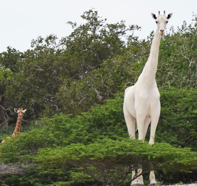 White giraffe and her baby killed by poachers in Garissa