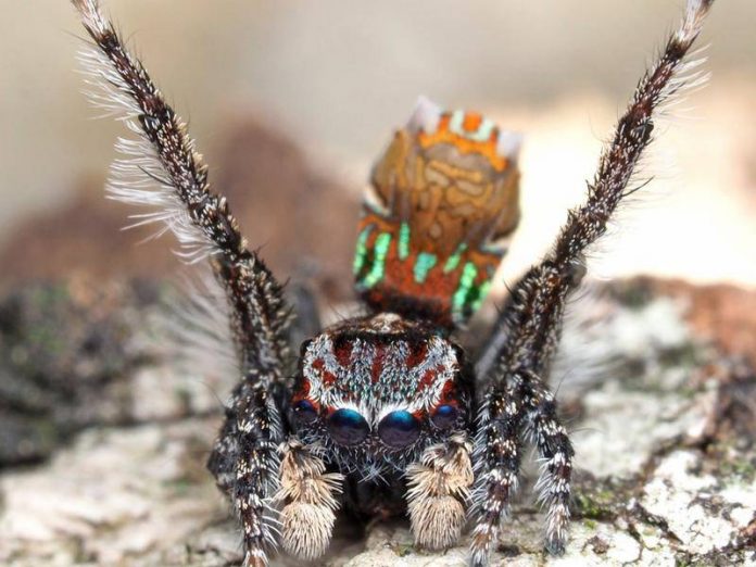 New Spider Discovered In Australia Named After Van Gogh, Study