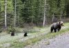 Bear cub with unique white head spotted in Alberta (Picture)