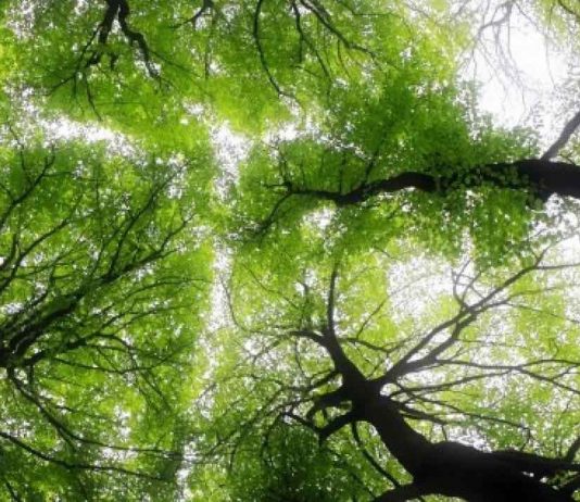Forests worldwide are getting younger, Says New Study Forests worldwide are getting younger, Says New Study