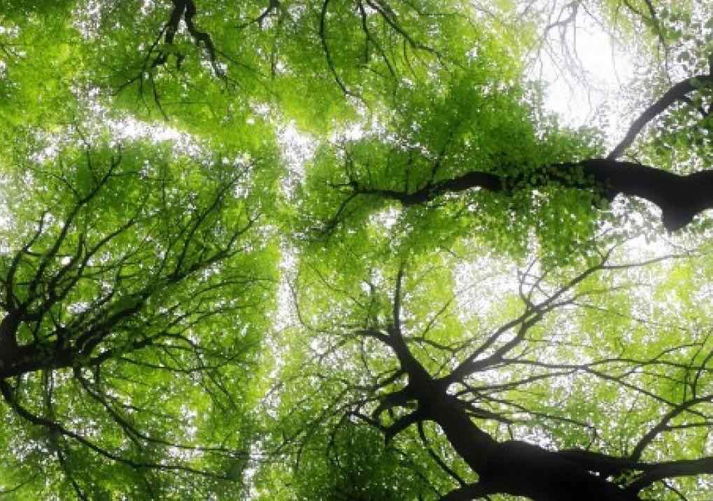 Forests worldwide are getting younger, Says New Study - lintelligencer